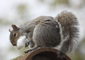 Squirrel Claus