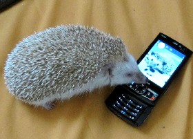 Hogging the phone