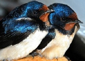 Swallows navigating the Mediterranean