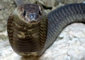 Year of the Snake
