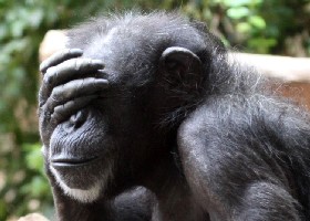 See no evil