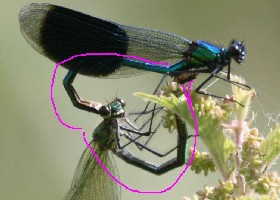 Damsel heart