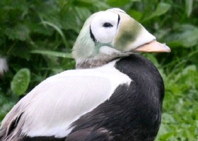 Bird flu mask