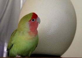Easter egg
