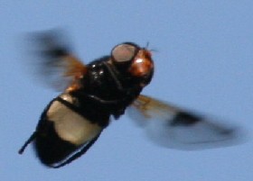 Biggles