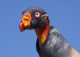 King vulture