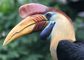 Hornbill