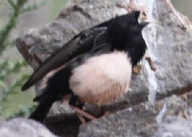 Pregnant starling
