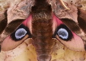 Lying Eyes
