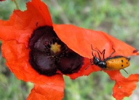 Poppy for remembrance