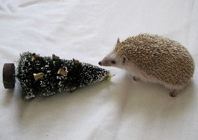 Happy Christmas