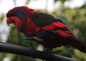 Lory switches on Christmas lights