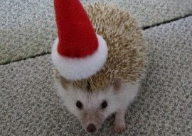 Yule hog