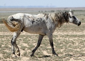 Year of the horse is coming