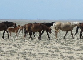 The Year of the Horse is coming