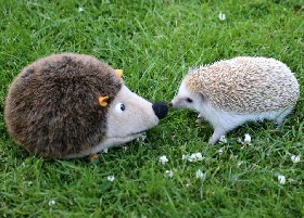 Happy Groundhog Day