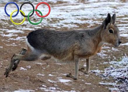 Sochi Winter Olympics