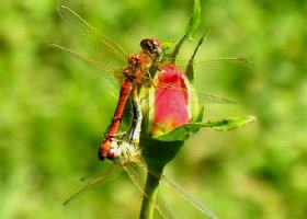Love is a Red Rose