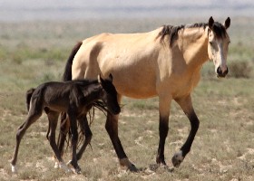 New born foal - Year of the Horse