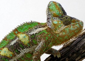 Chameleon with headache