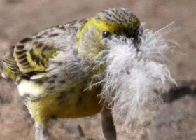 Canary with duck down