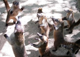 Raise your hands in the air