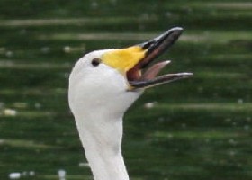 Swan song
