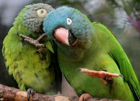 Parrot humour