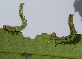 Syncronised munching