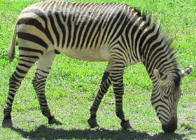 Humped zebra