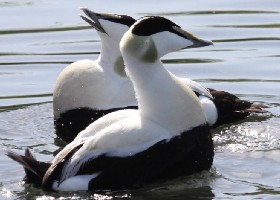 Eider dis way or dat