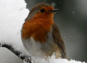 Christmas robin