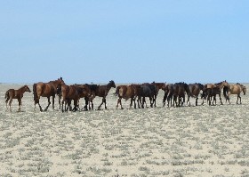 Goodbye to the year of the horse