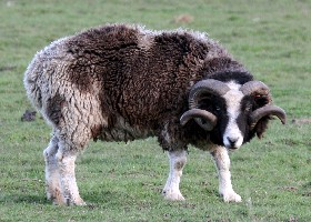 Year of the Sheep