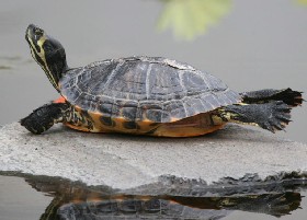 Learning to swim