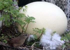 Wren with egg