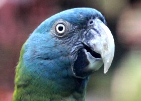 Blue in the face