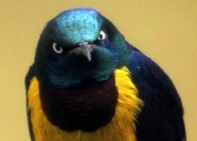 Angry bird
