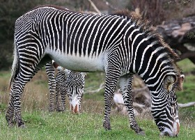 Grevy train