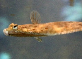 Your plaice