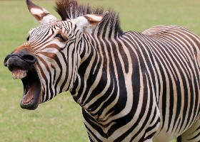 Zebra crossing