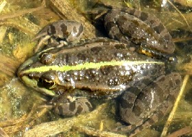 Marsh Frog