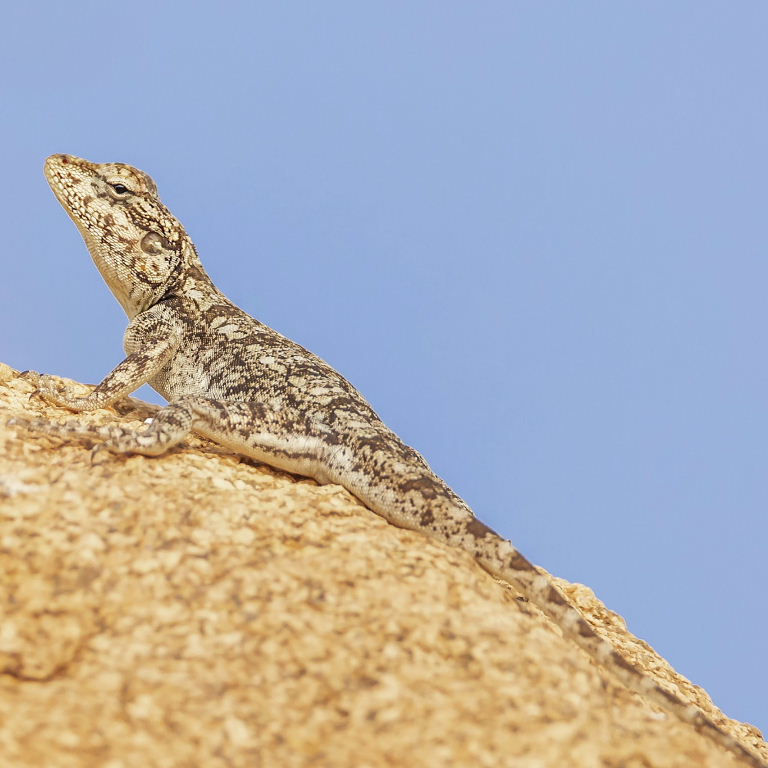 South Indian Rock Agama female