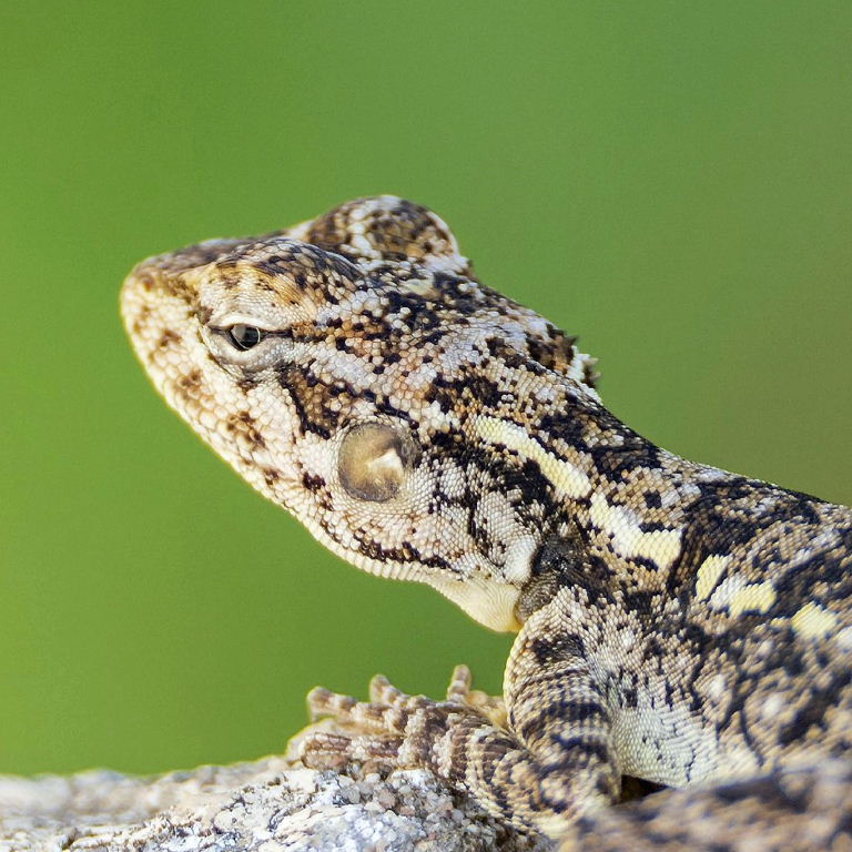 South Indian Rock Agama female