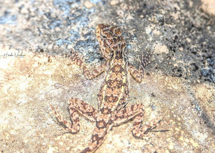 South Indian Rock Agama female