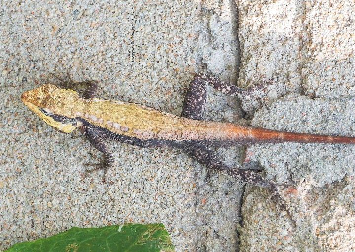 South Indian Rock Agama male