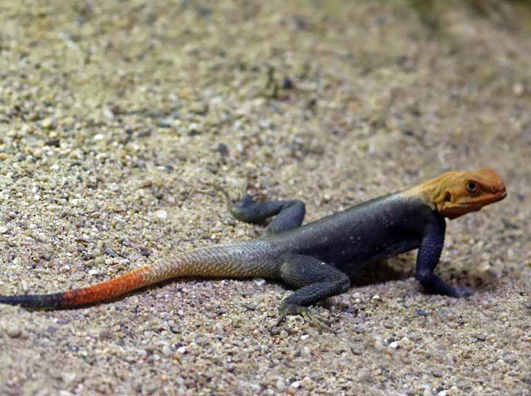 Peter's Rock Agama male