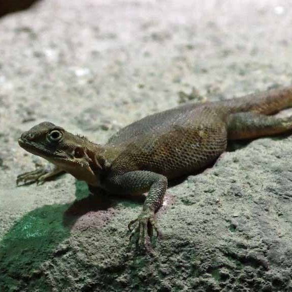 Peter's Rock Agama female