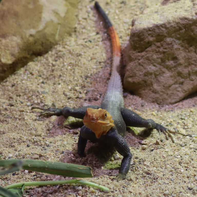 Peter's Rock Agama male
