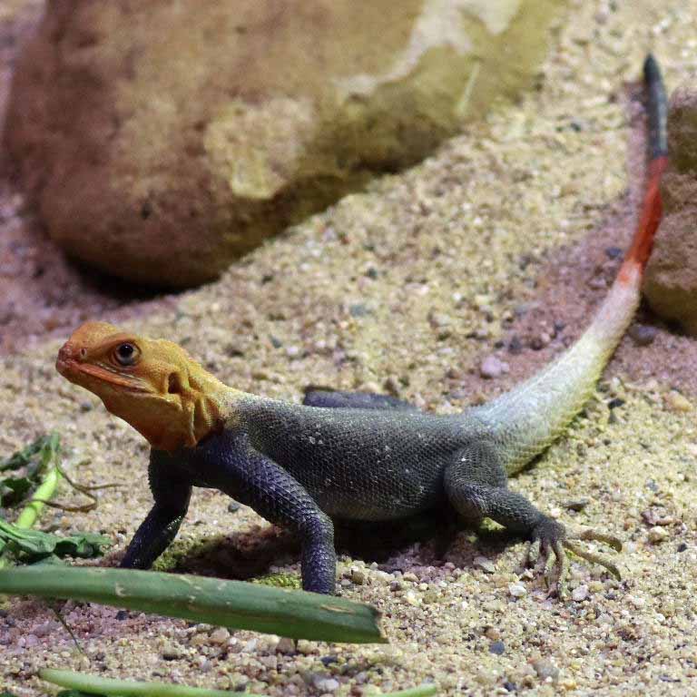 Peter's Rock Agama male